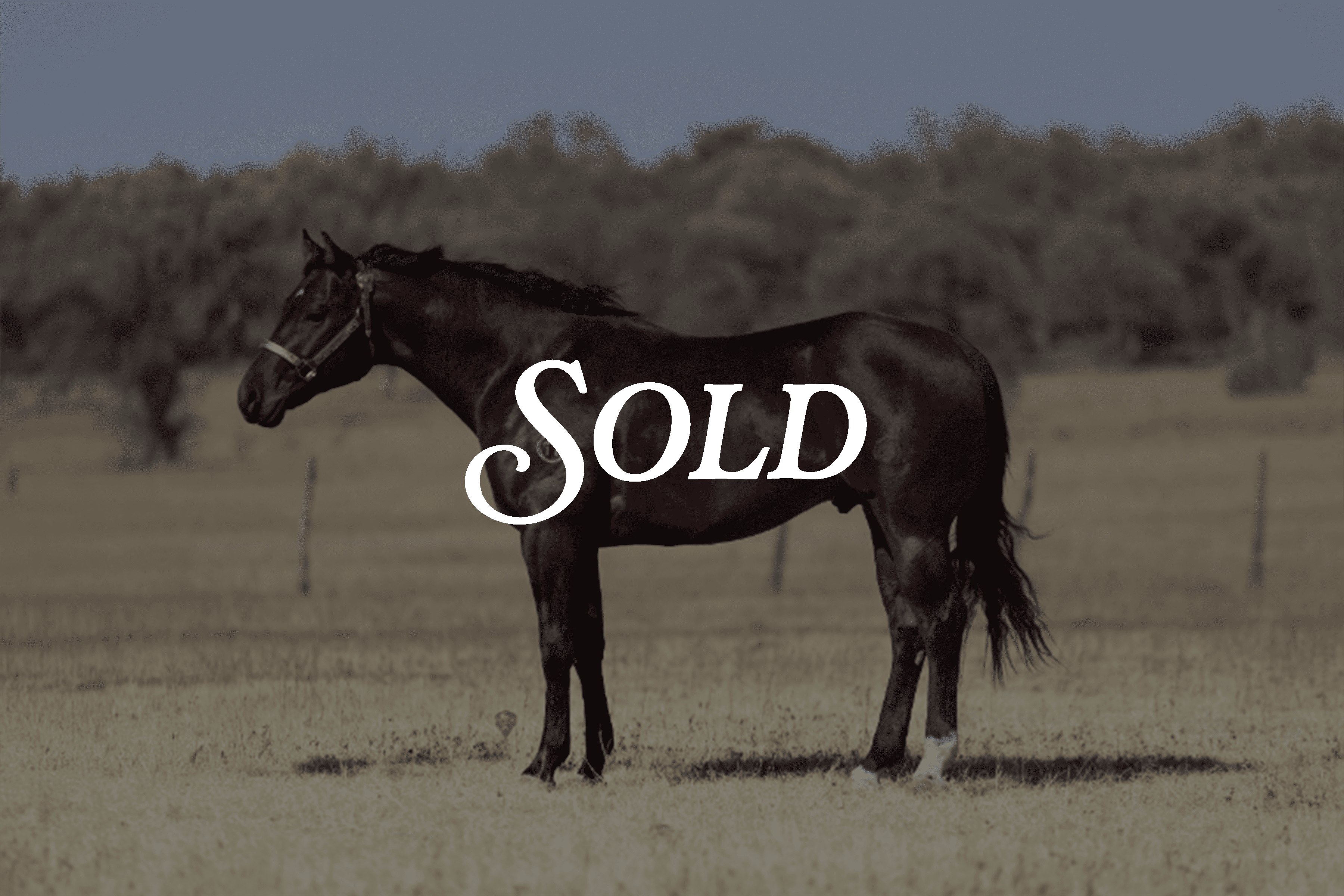 CIRCLE BAR GUNPOWDER